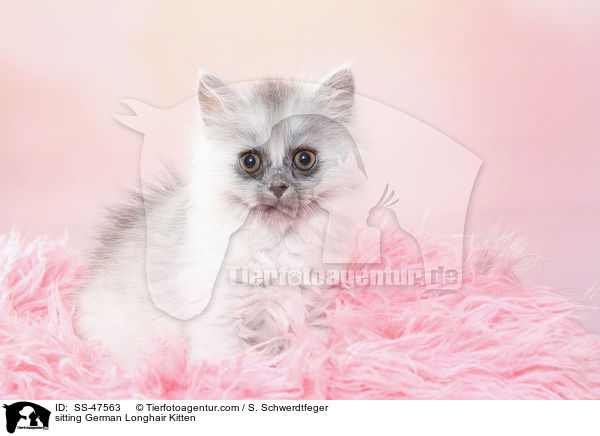 sitzendes Deutsch Langhaar Ktzchen / sitting German Longhair Kitten / SS-47563