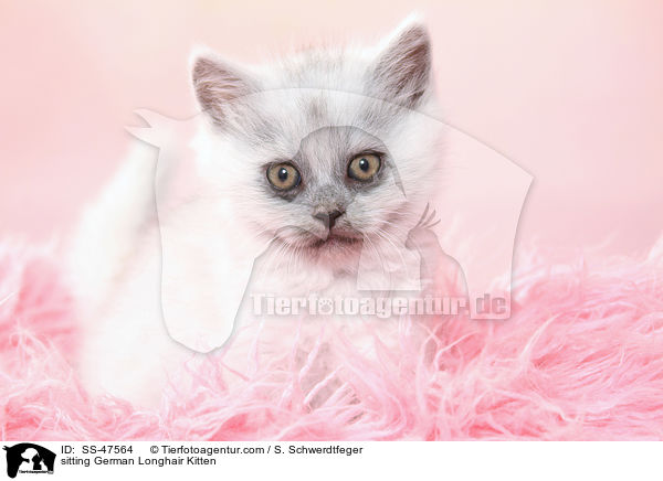 sitzendes Deutsch Langhaar Ktzchen / sitting German Longhair Kitten / SS-47564