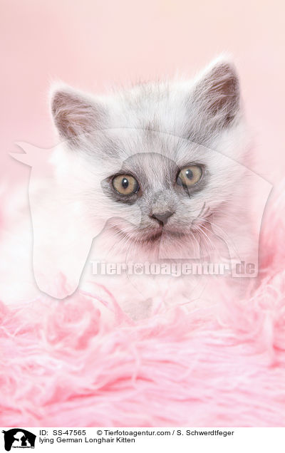 liegendes Deutsch Langhaar Ktzchen / lying German Longhair Kitten / SS-47565