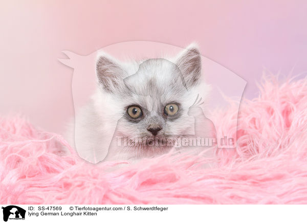 liegendes Deutsch Langhaar Ktzchen / lying German Longhair Kitten / SS-47569