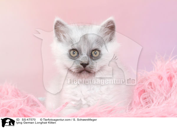 liegendes Deutsch Langhaar Ktzchen / lying German Longhair Kitten / SS-47570
