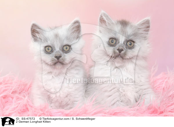 2 Deutsch Langhaar Ktzchen / 2 German Longhair Kitten / SS-47572