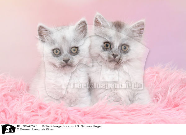2 Deutsch Langhaar Ktzchen / 2 German Longhair Kitten / SS-47573