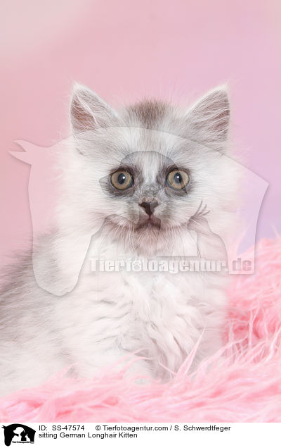 sitzendes Deutsch Langhaar Ktzchen / sitting German Longhair Kitten / SS-47574