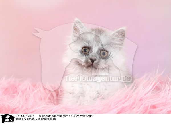 sitzendes Deutsch Langhaar Ktzchen / sitting German Longhair Kitten / SS-47576