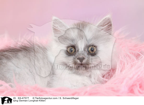 liegendes Deutsch Langhaar Ktzchen / lying German Longhair Kitten / SS-47577