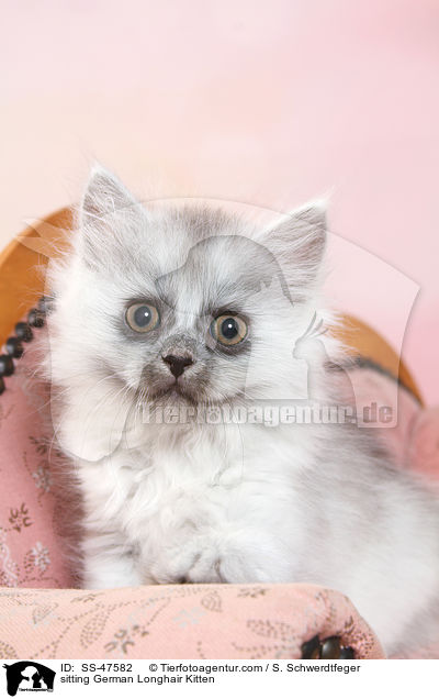 sitzendes Deutsch Langhaar Ktzchen / sitting German Longhair Kitten / SS-47582