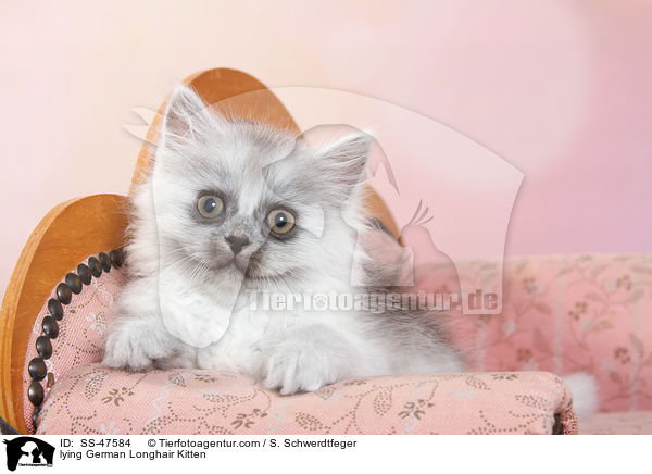 liegendes Deutsch Langhaar Ktzchen / lying German Longhair Kitten / SS-47584