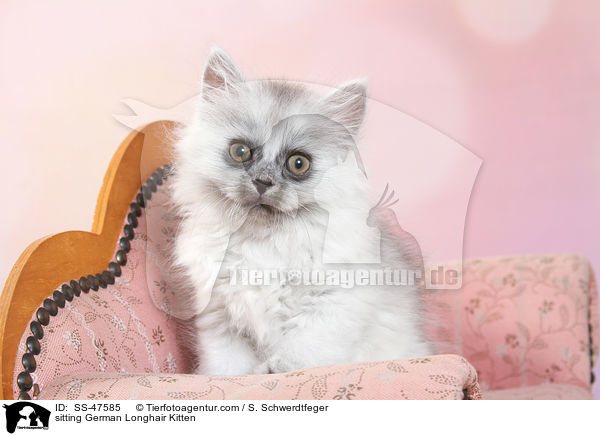 sitzendes Deutsch Langhaar Ktzchen / sitting German Longhair Kitten / SS-47585
