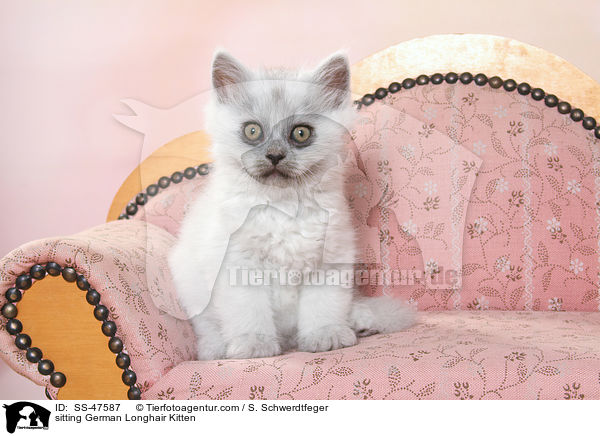 sitzendes Deutsch Langhaar Ktzchen / sitting German Longhair Kitten / SS-47587