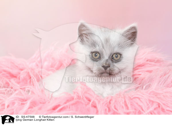 liegendes Deutsch Langhaar Ktzchen / lying German Longhair Kitten / SS-47588