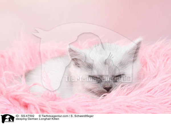 schlafendes Deutsch Langhaar Ktzchen / sleeping German Longhair Kitten / SS-47592