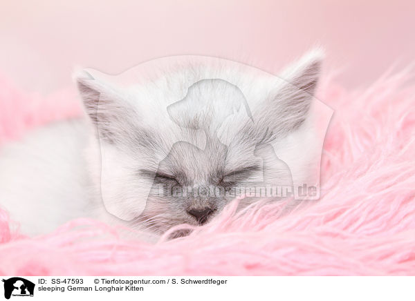 schlafendes Deutsch Langhaar Ktzchen / sleeping German Longhair Kitten / SS-47593