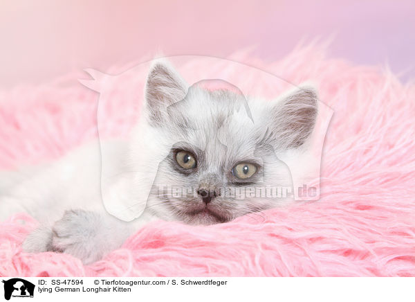 liegendes Deutsch Langhaar Ktzchen / lying German Longhair Kitten / SS-47594