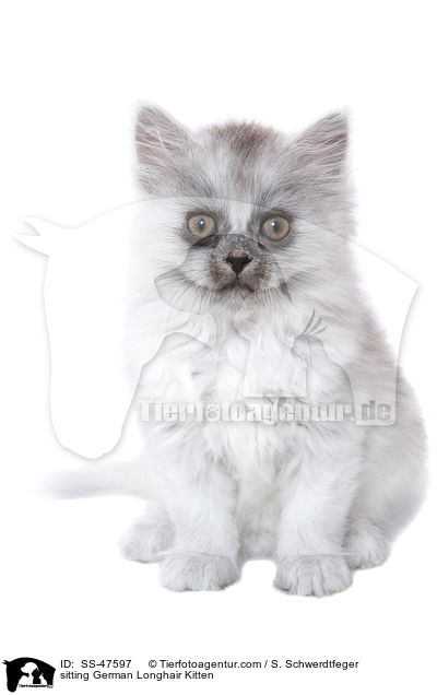 sitzendes Deutsch Langhaar Ktzchen / sitting German Longhair Kitten / SS-47597