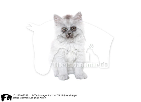 sitzendes Deutsch Langhaar Ktzchen / sitting German Longhair Kitten / SS-47598