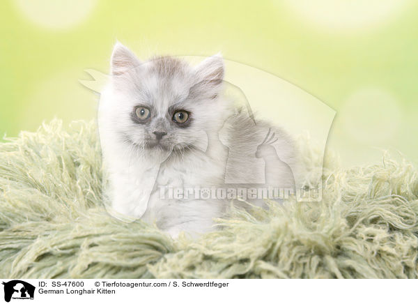 Deutsch Langhaar Ktzchen / German Longhair Kitten / SS-47600
