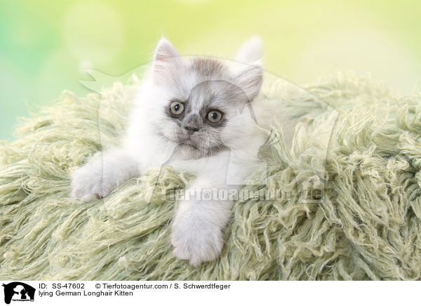liegendes Deutsch Langhaar Ktzchen / lying German Longhair Kitten / SS-47602
