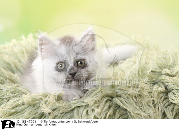 liegendes Deutsch Langhaar Ktzchen / lying German Longhair Kitten / SS-47603