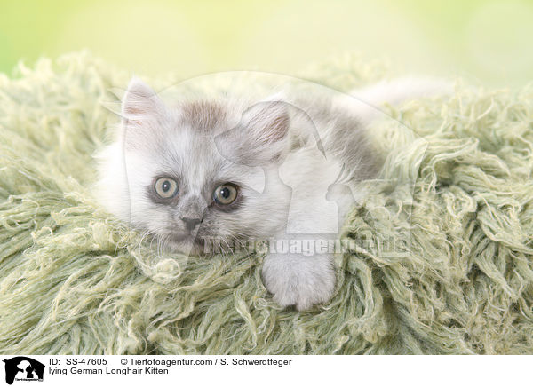 liegendes Deutsch Langhaar Ktzchen / lying German Longhair Kitten / SS-47605