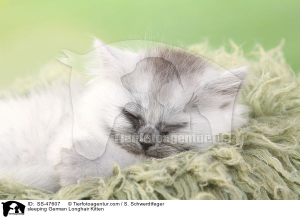 schlafendes Deutsch Langhaar Ktzchen / sleeping German Longhair Kitten / SS-47607