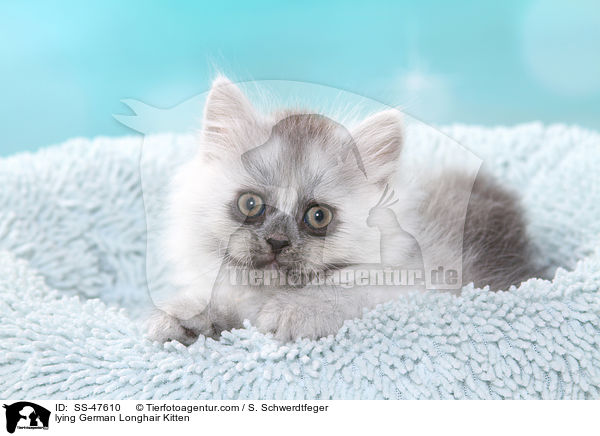 liegendes Deutsch Langhaar Ktzchen / lying German Longhair Kitten / SS-47610