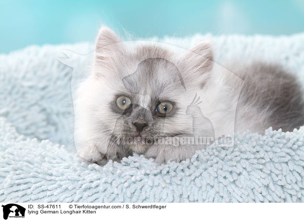liegendes Deutsch Langhaar Ktzchen / lying German Longhair Kitten / SS-47611