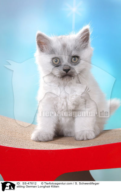 sitzendes Deutsch Langhaar Ktzchen / sitting German Longhair Kitten / SS-47612