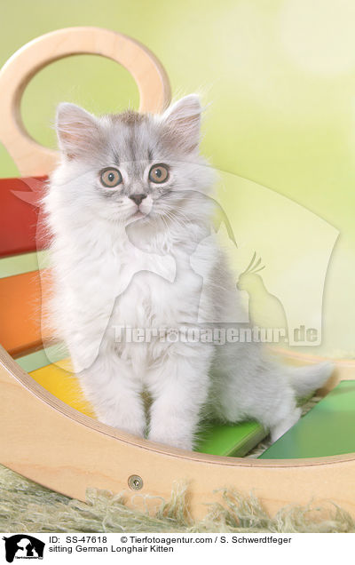 sitzendes Deutsch Langhaar Ktzchen / sitting German Longhair Kitten / SS-47618