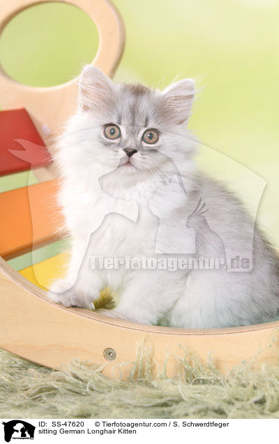 sitzendes Deutsch Langhaar Ktzchen / sitting German Longhair Kitten / SS-47620