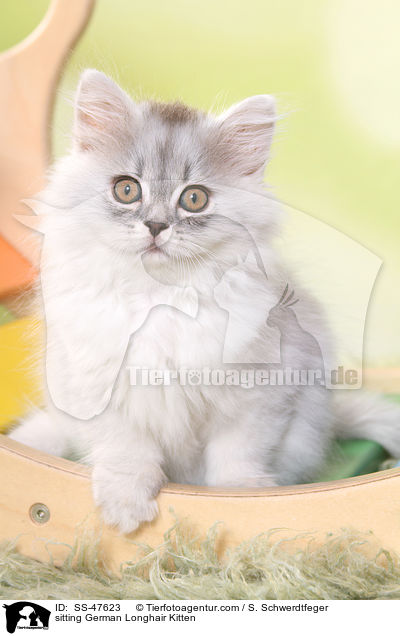 sitzendes Deutsch Langhaar Ktzchen / sitting German Longhair Kitten / SS-47623