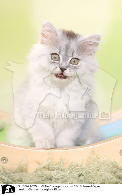 Deutsch Langhaar Ktzchen miaut / mewing German Longhair Kitten / SS-47625