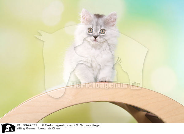 sitzendes Deutsch Langhaar Ktzchen / sitting German Longhair Kitten / SS-47631