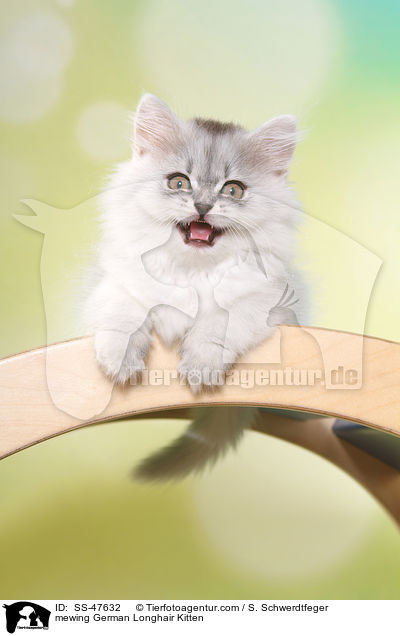 Deutsch Langhaar Ktzchen miaut / mewing German Longhair Kitten / SS-47632