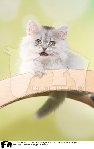 Deutsch Langhaar Ktzchen miaut / mewing German Longhair Kitten / SS-47633