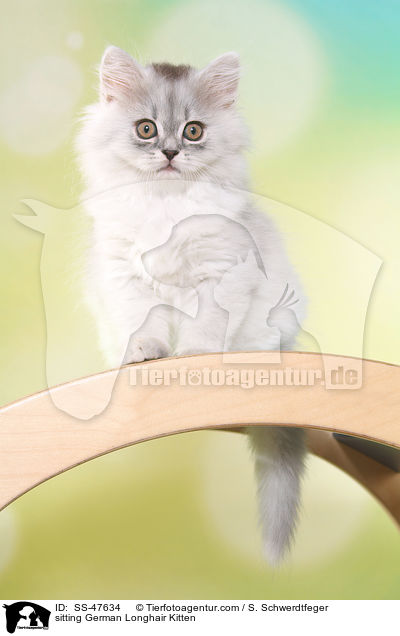 sitzendes Deutsch Langhaar Ktzchen / sitting German Longhair Kitten / SS-47634
