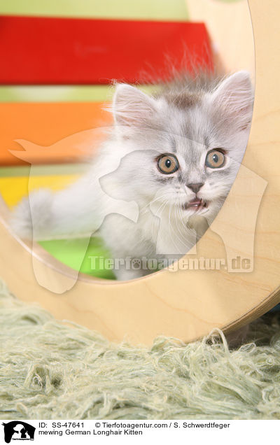 Deutsch Langhaar Ktzchen miaut / mewing German Longhair Kitten / SS-47641