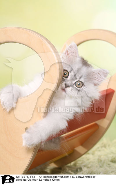 kletterndes Deutsch Langhaar Ktzchen / climbing German Longhair Kitten / SS-47643