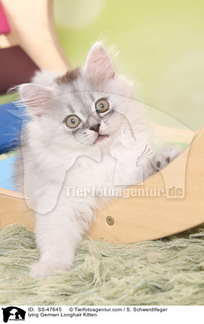 liegendes Deutsch Langhaar Ktzchen / lying German Longhair Kitten / SS-47645