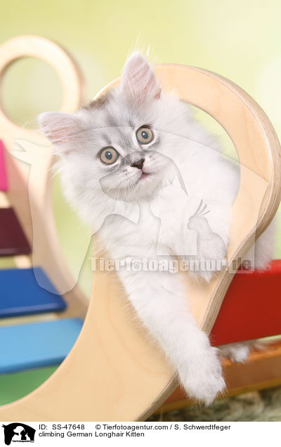 kletterndes Deutsch Langhaar Ktzchen / climbing German Longhair Kitten / SS-47648