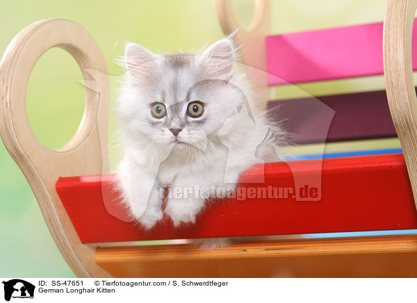 Deutsch Langhaar Ktzchen / German Longhair Kitten / SS-47651