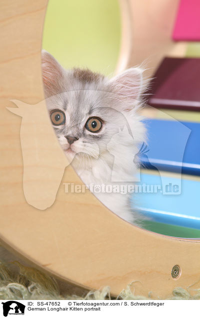 Deutsch Langhaar Ktzchen Portrait / German Longhair Kitten portrait / SS-47652