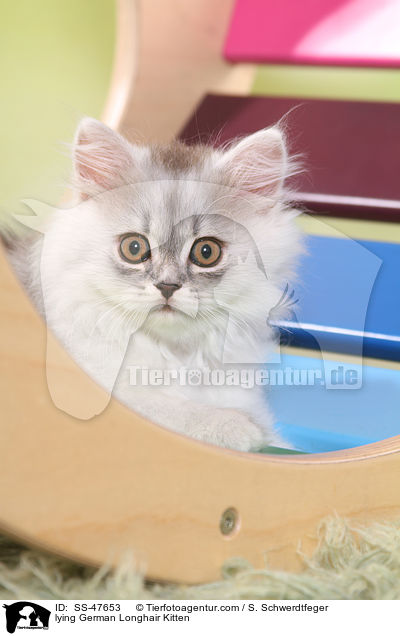 liegendes Deutsch Langhaar Ktzchen / lying German Longhair Kitten / SS-47653