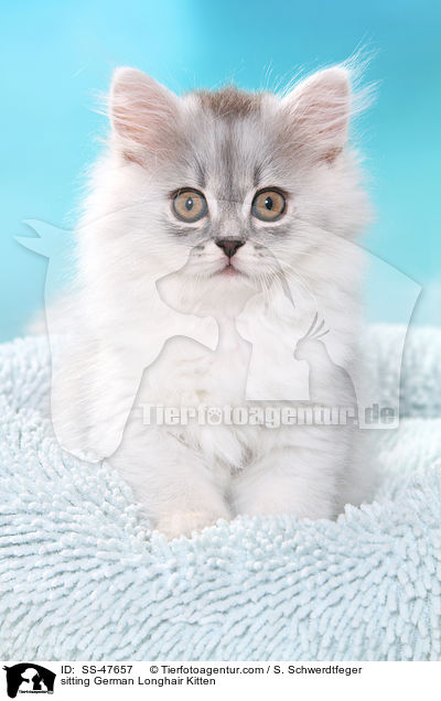 sitzendes Deutsch Langhaar Ktzchen / sitting German Longhair Kitten / SS-47657
