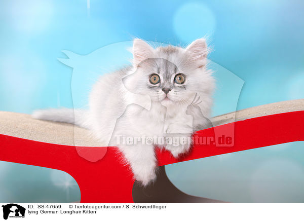 liegendes Deutsch Langhaar Ktzchen / lying German Longhair Kitten / SS-47659