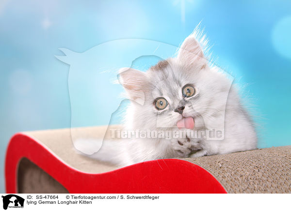 liegendes Deutsch Langhaar Ktzchen / lying German Longhair Kitten / SS-47664