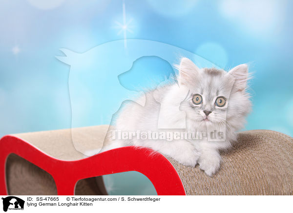 liegendes Deutsch Langhaar Ktzchen / lying German Longhair Kitten / SS-47665