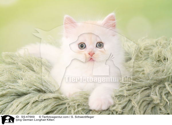 liegendes Deutsch Langhaar Ktzchen / lying German Longhair Kitten / SS-47669