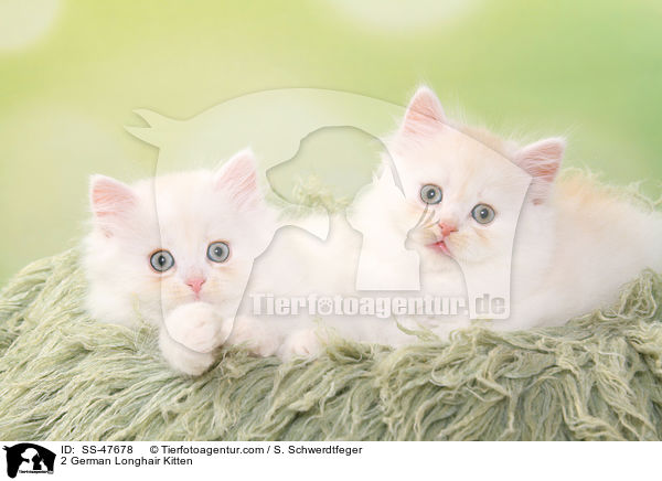2 Deutsch Langhaar Ktzchen / 2 German Longhair Kitten / SS-47678