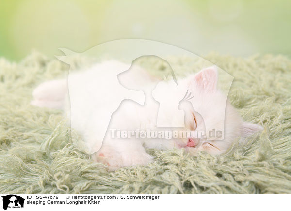 schlafendes Deutsch Langhaar Ktzchen / sleeping German Longhair Kitten / SS-47679